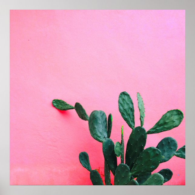 Kaktus på rosa bakgrund poster (Framsidan)