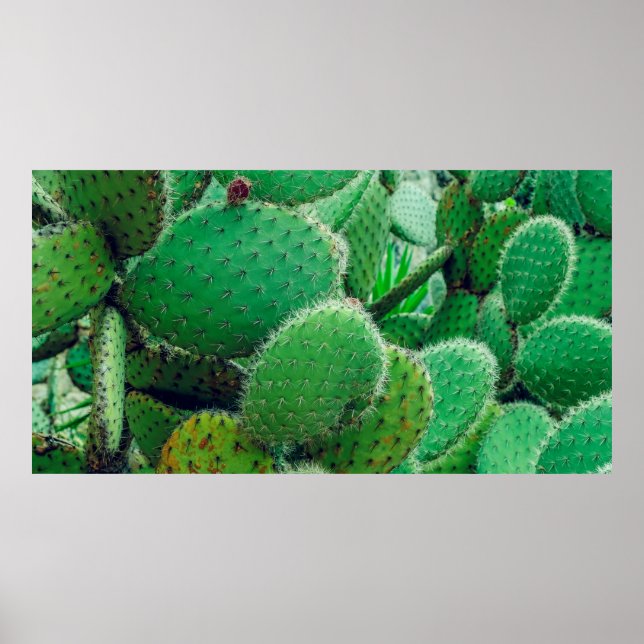 Kaktus, prickiga päronaktus, ryggkotor, stängda poster (Framsidan)