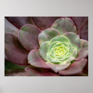 Kaktus tryck En kaktusblomma från öknen