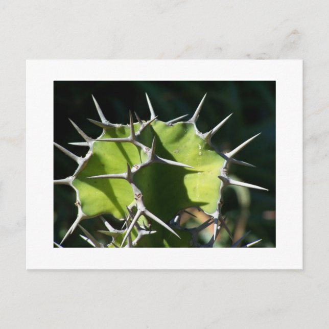 Kaktus Vykort (Framsida)