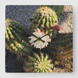 Kaktusblomma Foto Fyrkantig Klocka