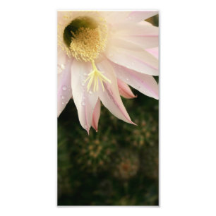 Kaktusblomma Fototryck