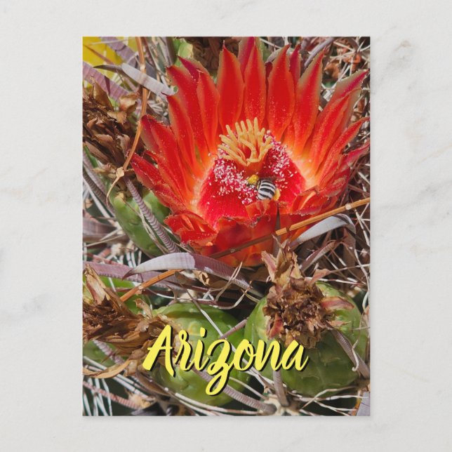 Kaktusblomma med bi, Arizona vykort (Framsida)