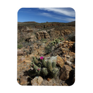 Kaktusblommar Magnet