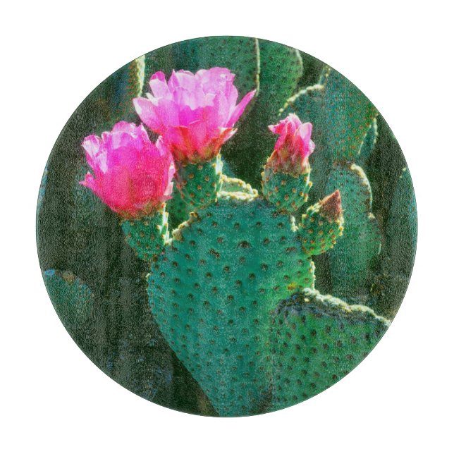 Kaktusblommor från Beavertail (Framsidan)