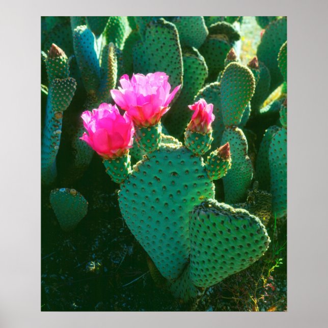Kaktusblommor från Beavertail Poster (Framsidan)