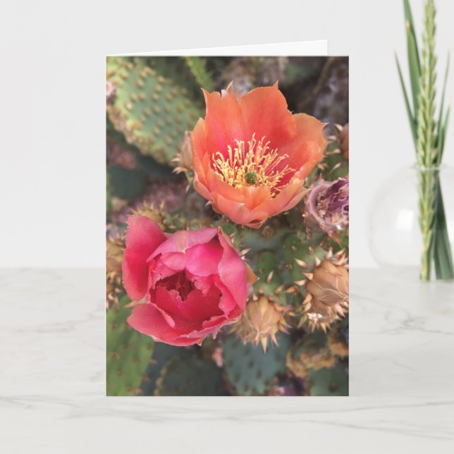 Kaktusblommor | Öken i blomning Kort (Framsida)