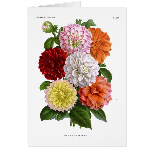 KaktusDahlias Hälsningskort (Framsidan)