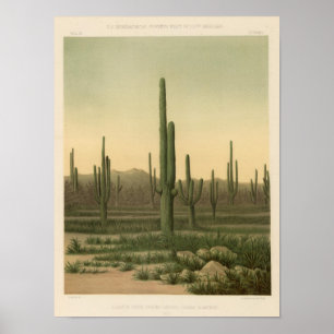 Kaktusdunge, Arizona Poster