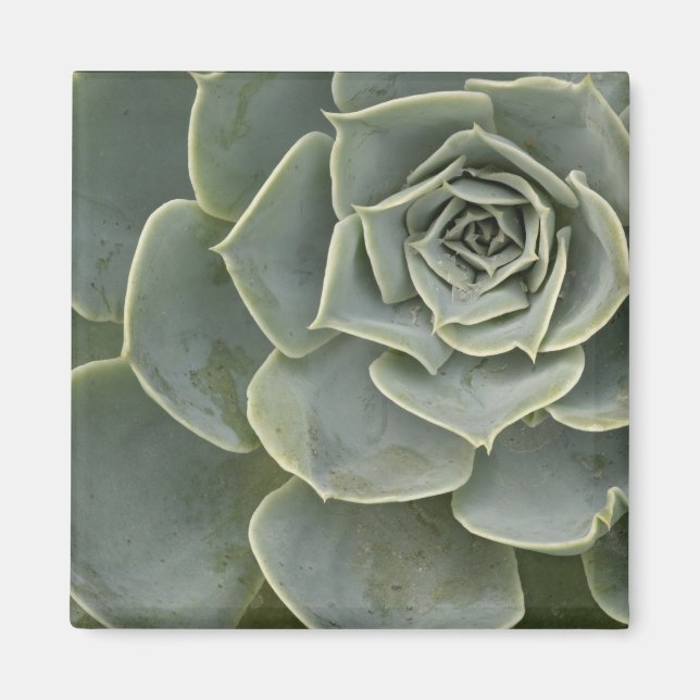 Kaktusmönster Magnet (Framsidan)