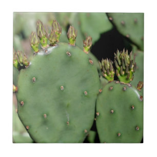 Kaktusnatur för Prickly Pear Kakelplatta