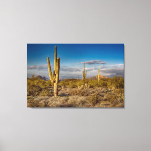 Kaktussolnedgång i Arizona Canvastryck
