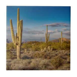 Kaktussolnedgång i Arizona Kakelplatta