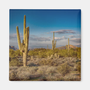 Kaktussolnedgång i Arizona Magnet