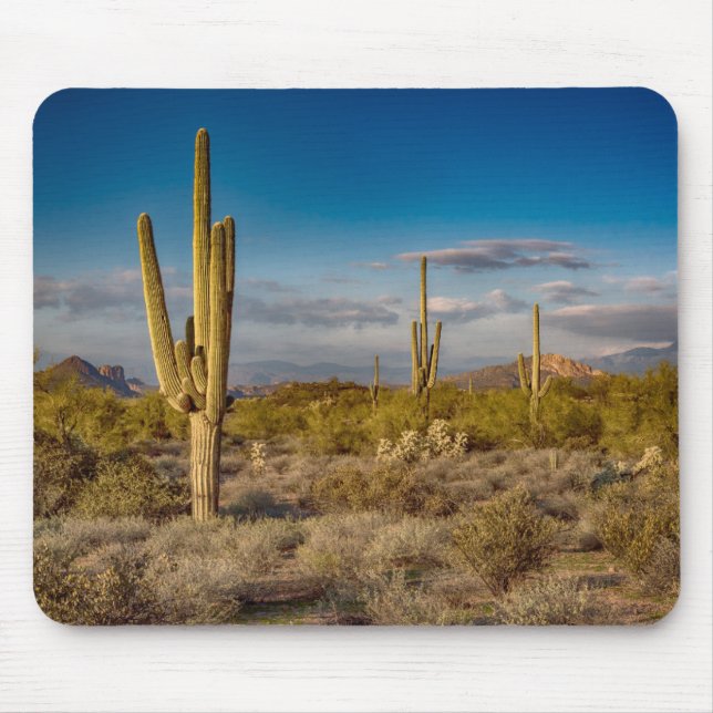 Kaktussolnedgång i Arizona Musmatta (Framsidan)