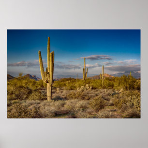 Kaktussolnedgång i Arizona Poster