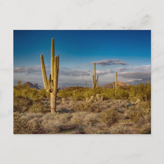 Kaktussolnedgång i Arizona Vykort (Framsida)