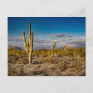 Kaktussolnedgång i Arizona Vykort