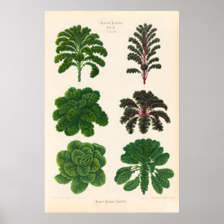 Kål & Brysselkål 1876 POSTER PRINT Vintage