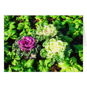 Kål och primulas hälsningskort