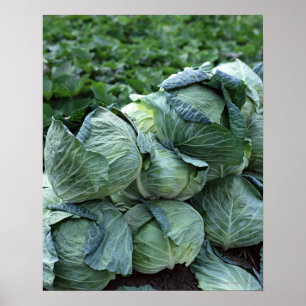 Kål Poster