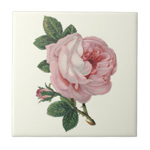 Kål Ro av Soft Pastel Rosa and Grönt Löv Kakelplatta