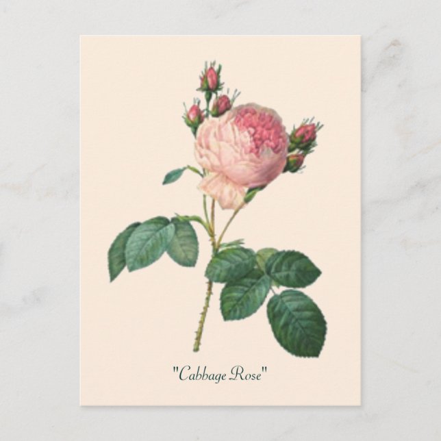 Kål Ro botaniska Blommigten Vykort (Framsida)