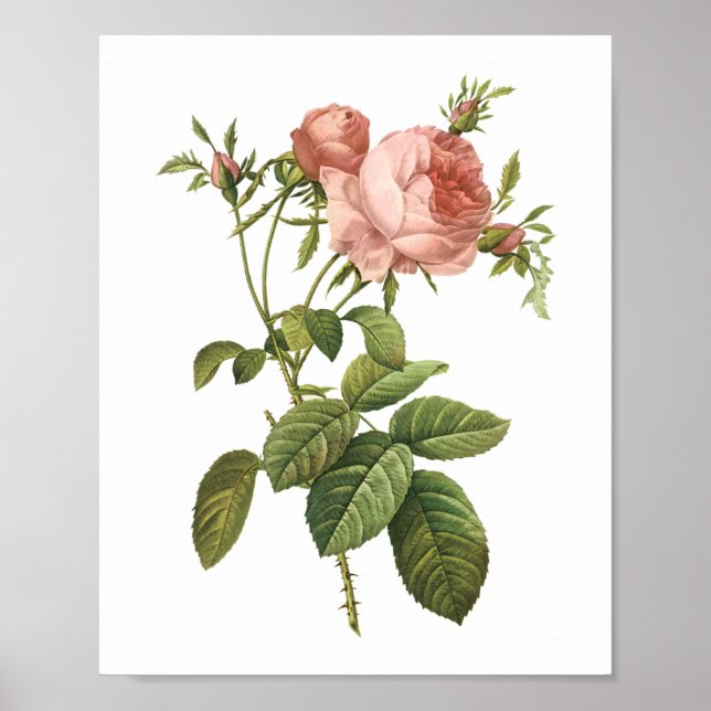 kål ro (Rosa centifolia foliacea) av Redouté Poster (Framsidan)