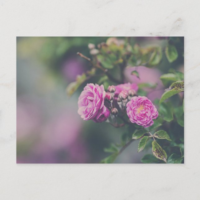 Kål Rosor Vykort (Framsida)