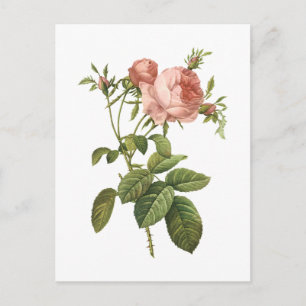 kål steg (den Rosa centifoliafoliaceaen) vid Vykort