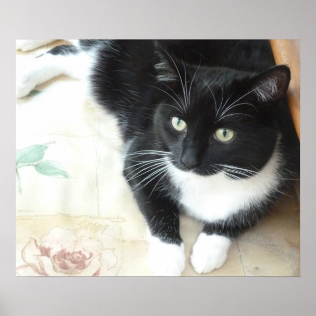 Kål, svart och vit katt poster (Framsidan)