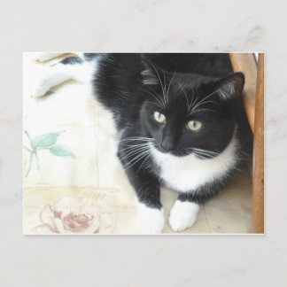 Kål, svart och vit katt vykort