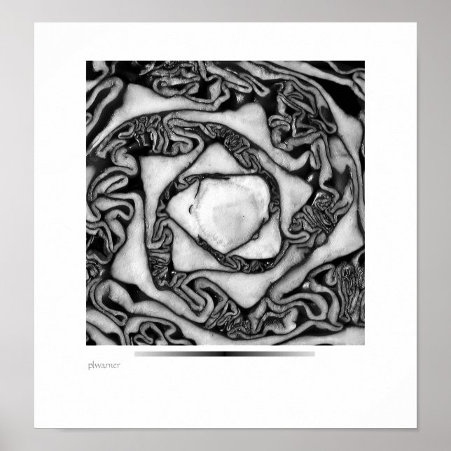 kål, svart och vit poster (Framsidan)