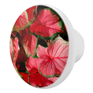 KALADIUM/ VÅGIGT LÖV/ROSA, GRÖNT OCH RÖTT FÄRG KNOPP