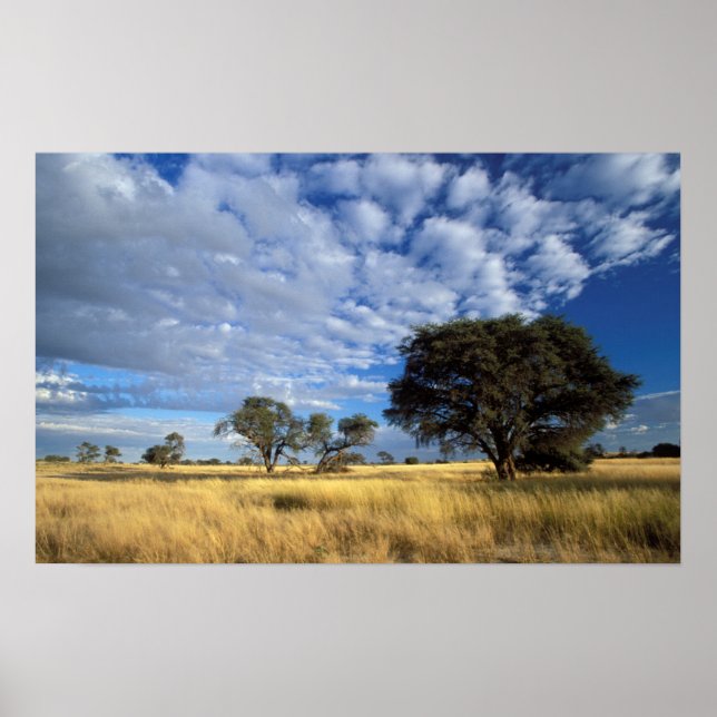 Kalahari Desert Scene, Kgalagadi Transborder Poster (Framsidan)