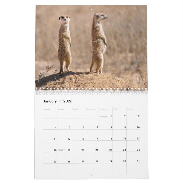 Kalahari! Kalenderdäggdjur av Kgalagadi Kalender (Jan 2026)