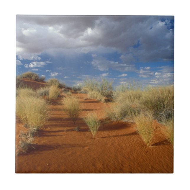 Kalahariökenscen, Kgalagadi Transfrontier 2 Kakelplatta (Framsidan)