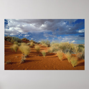 Kalahariökenscen, Kgalagadi Transfrontier 2 Poster