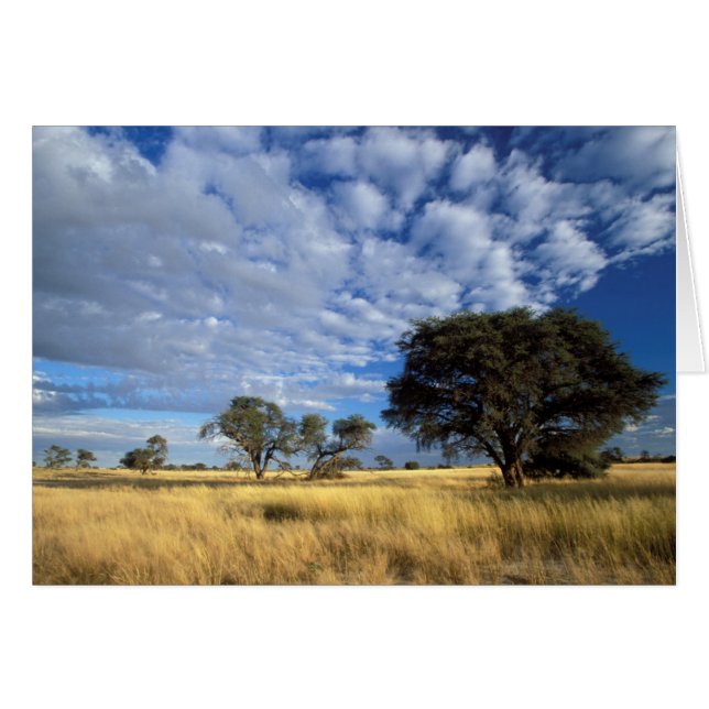 Kalahariökenscen, Kgalagadi Transfrontier Hälsningskort (Framsidan Horizontal)