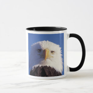 kalahavshövdad havsörn, Haliaeetus leucocephalus, Mugg
