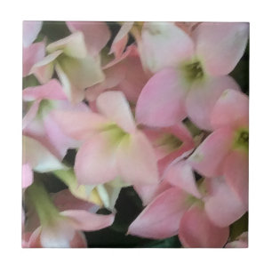 Kalanchoe Blommor Kakelplatta