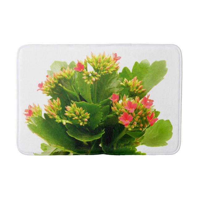 Kalanchoe blossfeldiana badrumsmatta (Framsidan)