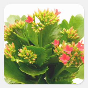 Kalanchoe blossfeldiana fyrkantigt klistermärke