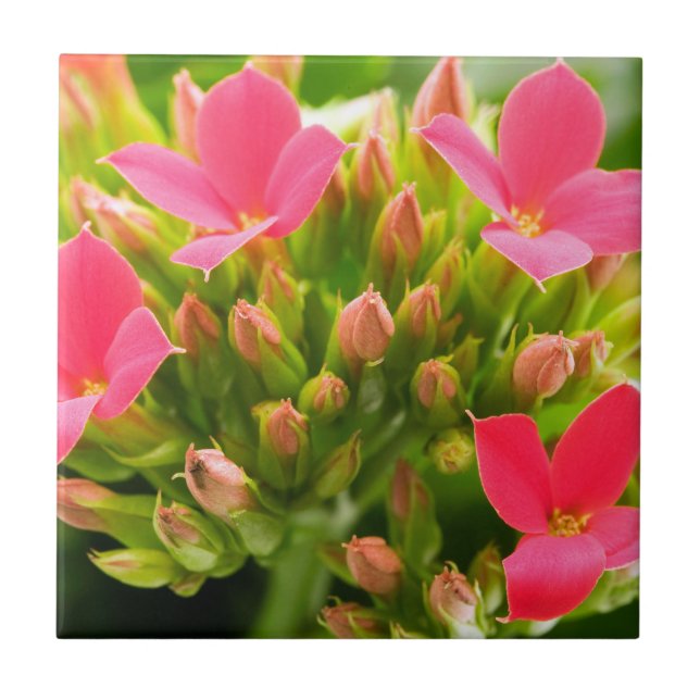 Kalanchoe blossfeldiana kakelplatta (Framsidan)