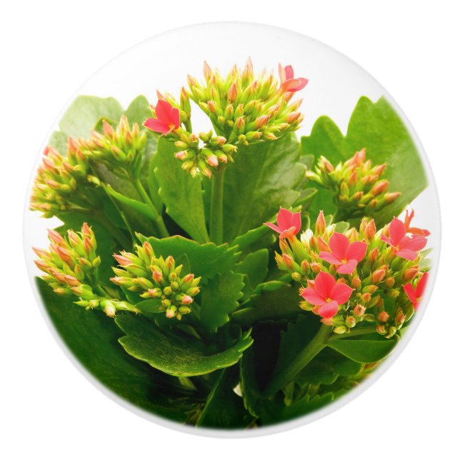 Kalanchoe blossfeldiana knopp (Framsidan)