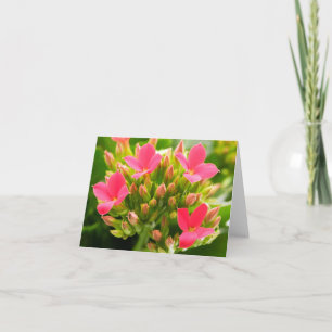 Kalanchoe blossfeldiana kort