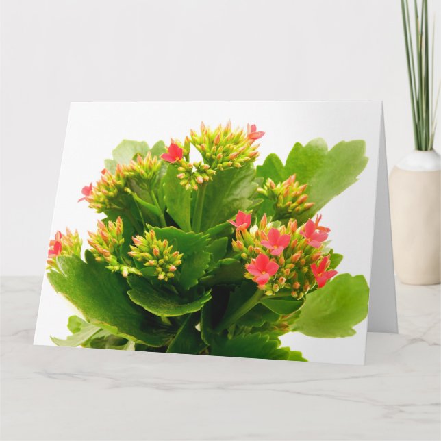 Kalanchoe blossfeldiana kort (Framsida)