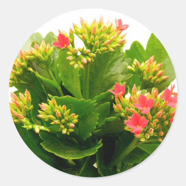Kalanchoe blossfeldiana runt klistermärke (Framsida)
