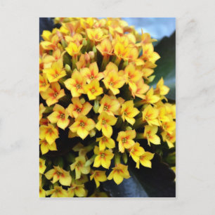 Kalanchoe Blossfeldiana Vykort