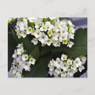 Kalanchoe Blossfeldiana Vykort